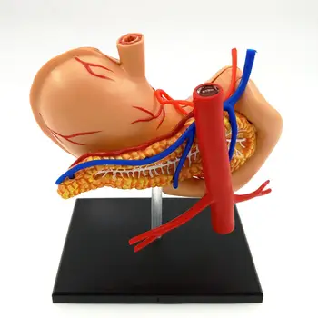 Комплект анатомични модели на човешкото стомаха и вътрешните органи от 4D Vision Assembly Training Aid 9 Части Обучителни ресурси